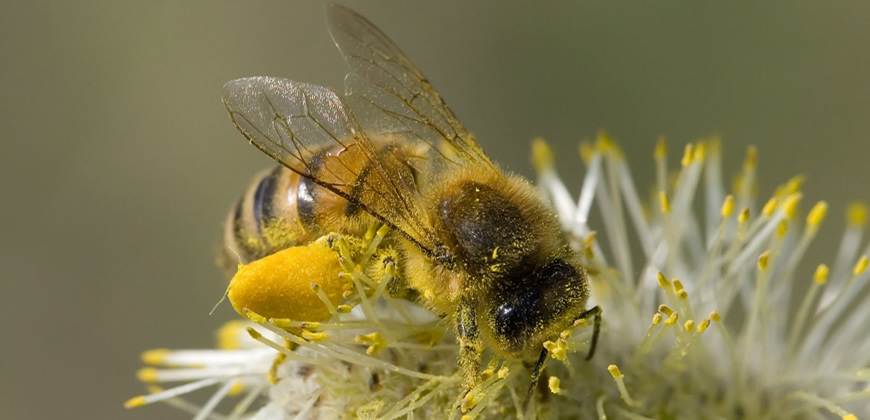 Libera Tu Ser - Artículos Ciencia/Belleza/Salud/Medioambiente: "OLOR A ABEJA Y A COLMENA"