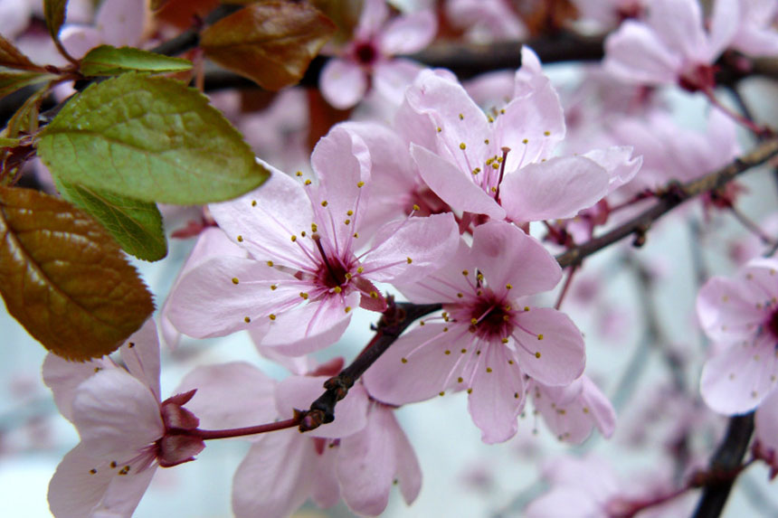 Las Flores de Bach - Cherry Plum (Cerasifera)