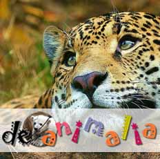deanimalia.com