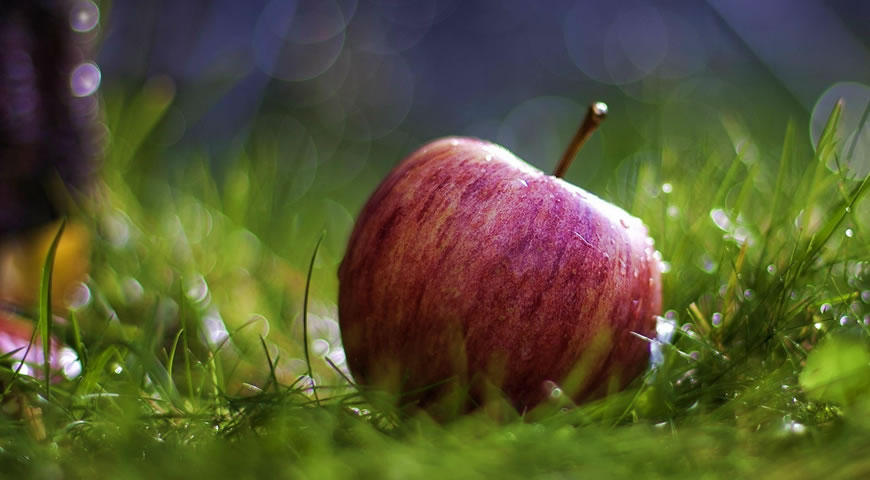Terapias Alternativas - Nutrición y Dieta: "DIETAS ESPECIALES"