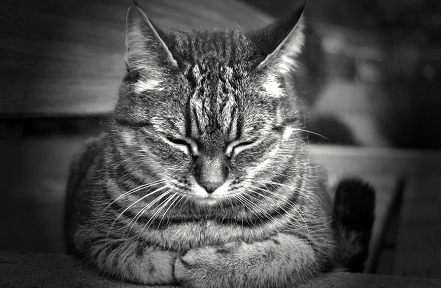 Libera Tu Ser - Artículos Ciencia/Belleza/Salud/Medioambiente: "EL GATO: UN MAESTRO ZEN EN CASA"