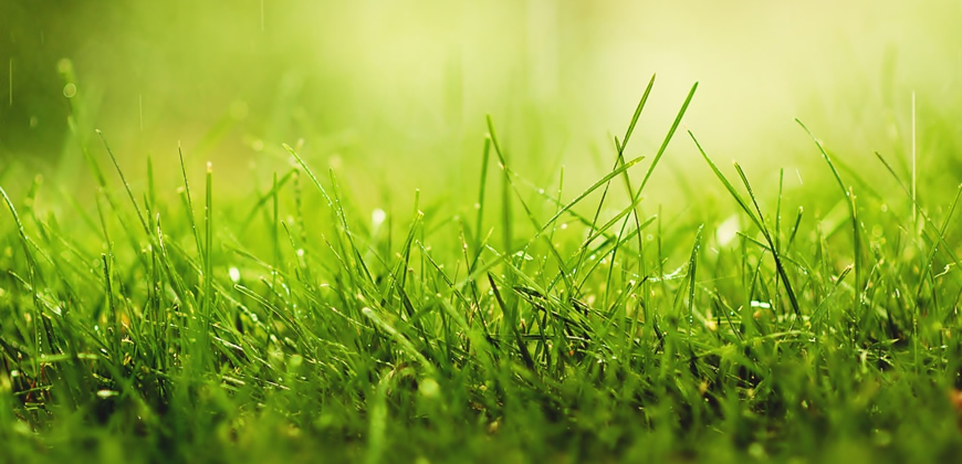 Libera Tu Ser - Artículos Ciencia/Belleza/Salud/Medioambiente: "LOS ESPACIOS VERDES NOS HACEN MÁS FELICES"