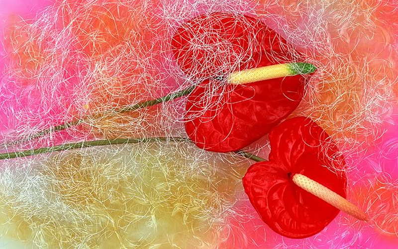 Libera Tu Ser - Artículos Ciencia/Belleza/Salud/Medioambiente: "IKEBAMA: Arte Floral Japonés"