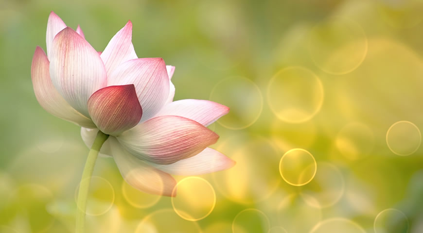 Terapias Alternativas - Para Experimentar nuestra Naturaleza Espiritual e Inmortal: "Meditación"