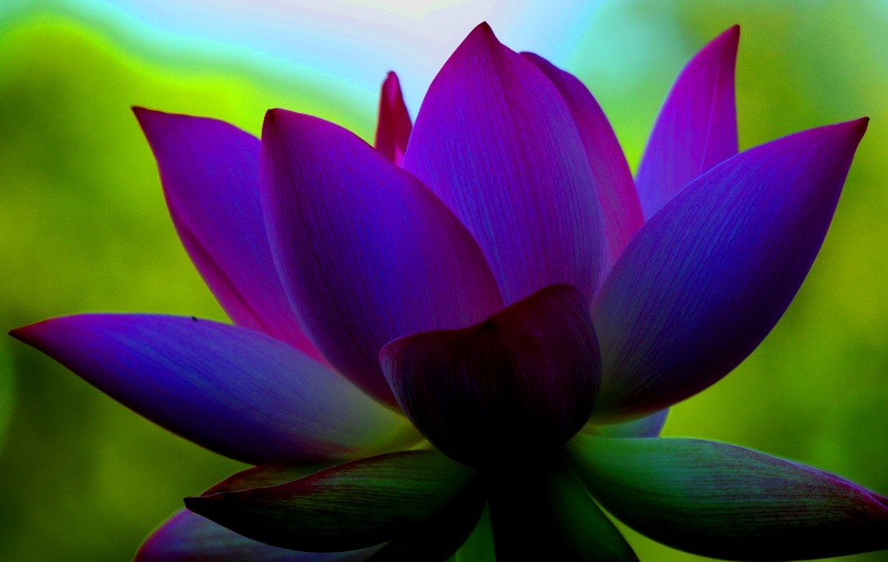 Terapias Alternativas - Para Experimentar nuestra Naturaleza Espiritual e Inmortal: "YOGA"